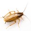 5 signs of a german roach infestation