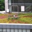 extensive green roofs green roof