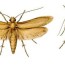 clothes moths carpet beetles