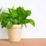 feng shui plants in your home for good luck