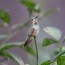 rufous hummingbirds might stay for the