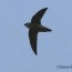 chimney swift state of tennessee