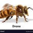 drone bee royalty free vector image