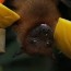 diy methods to naturally repel bats