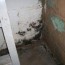 mold from basement flooding