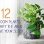 12 bedroom plants to purify the air