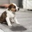 9 best carpet cleaners for dog urine