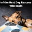 10 of the best dog rescues in wisconsin