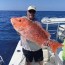 red snapper season 2023 thermocline