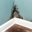 how to get rid of black mold the home