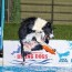 las cruces dock diving k9 event