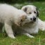 great pyrenees growth chart male and