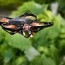 drones help save crops from