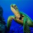 green sea turtles reptiles amphibians