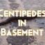 ways to get rid of centipedes in basement