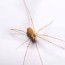 get rid of basement spiders green