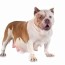 american bully pregnancy length stages