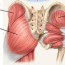 hip pain muscle versus joint bucks