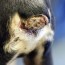 botched tail docking leaves pup