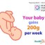 pregnancy week 30 baby gains 200g per