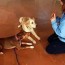pet daycare dog boarding servicing
