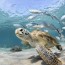 7 sea turtle spots around the world