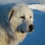 great pyrenees weight calculator