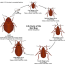 bed bugs public health and medical