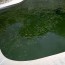 1 best green pool clean up after rain