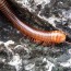 millipedes in my house millipede