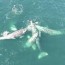 mesmerizing drone video shows whales