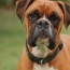 boxers and tail docking your questions