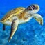green sea turtle facts and beyond