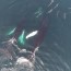 watch humpbacks have a whale of a time