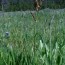 slender meadow dock rumex paucifolius