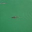 drone video sharks at pensacola beach