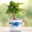 9 indoor plants good for feng shui this