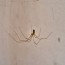 get rid of spiders in your basement