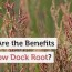 what are the benefits of yellow dock root