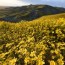 the california super bloom is getting