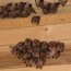 how to get rid of bats from the attic