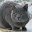 chartreux the catington post