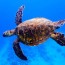 sea turtles on maui facts