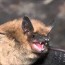bat sounds precision wildlife removal