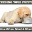 how much to feed a lab puppy full