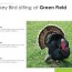 turkey bird sitting at green field