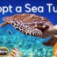 green sea turtle facts
