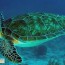 green sea turtle marine life in the