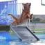 diving dogs lifestyle gjsentinel com
