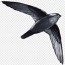 swallow bird chimney swift swifts